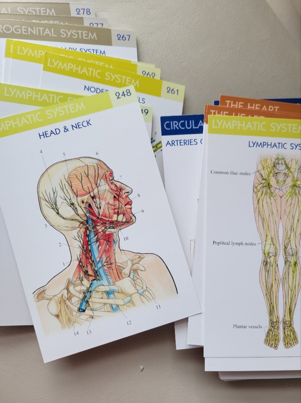 Anatomy Flash Cards by QuickStudy - INCOMPLETE ~ Science Junk Journal Crafts